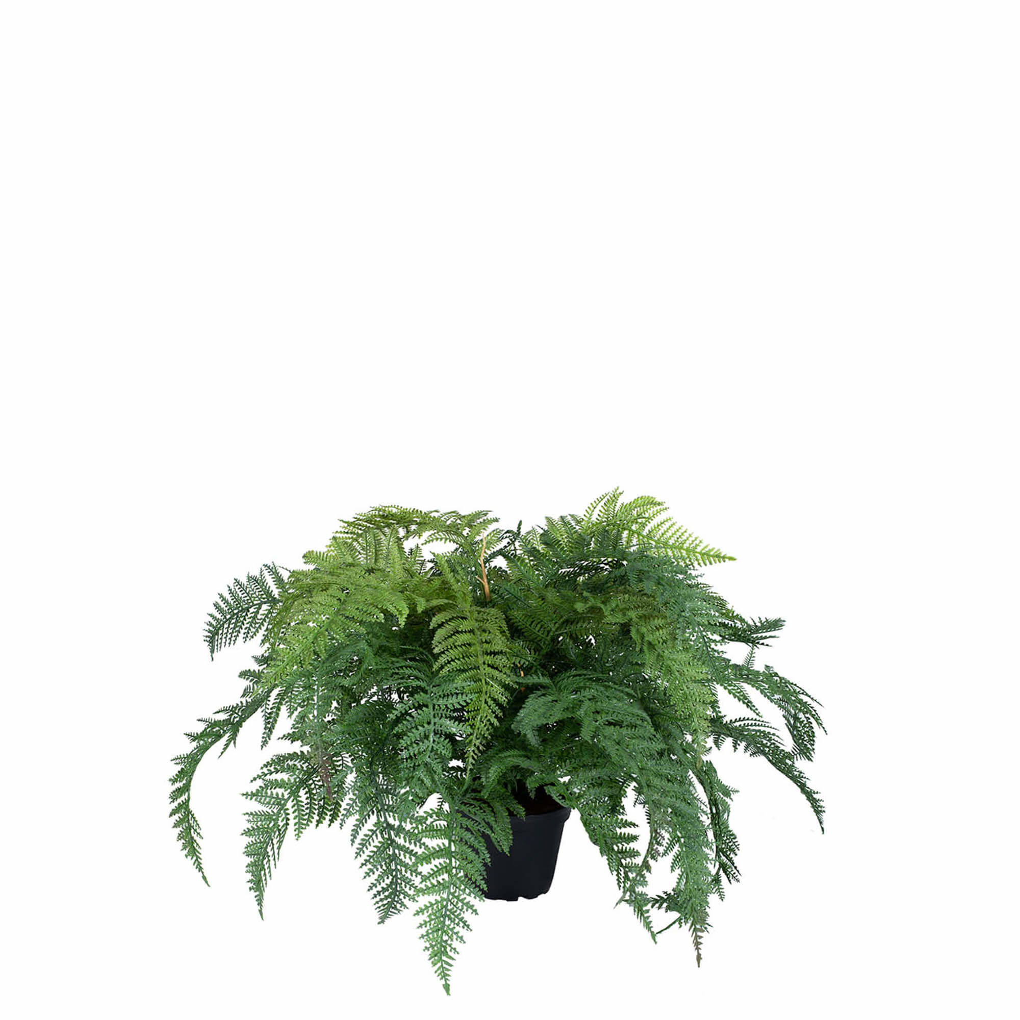 Plante bregne 45 h cm