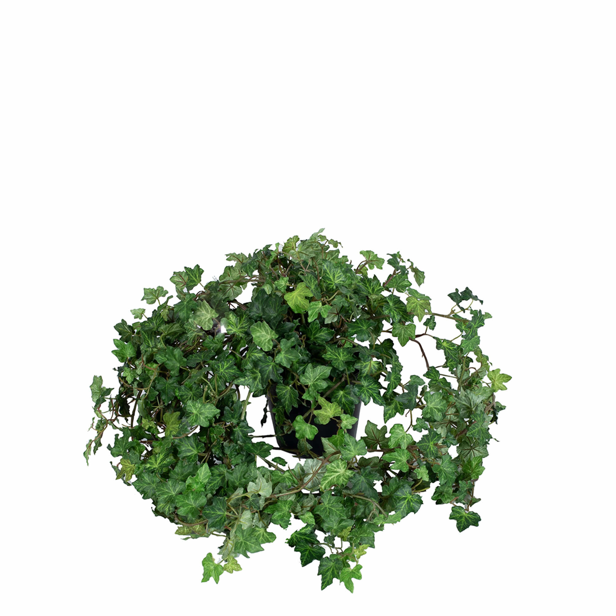 Plante Efeu Ivy 85 h