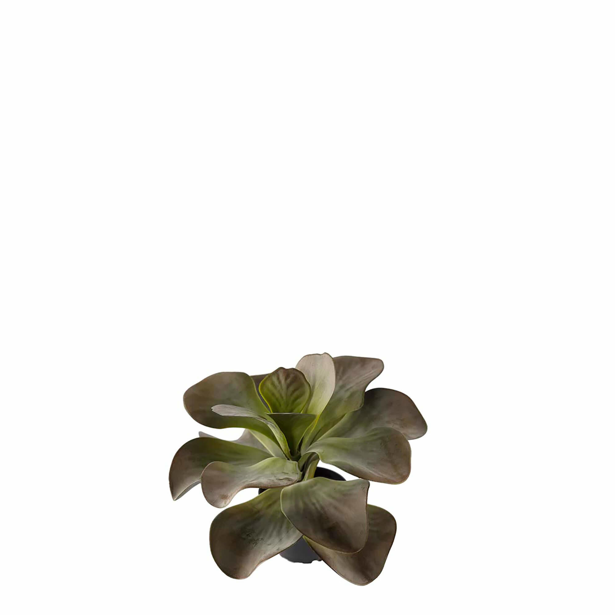 Plante Kalanchoe 25 h cm