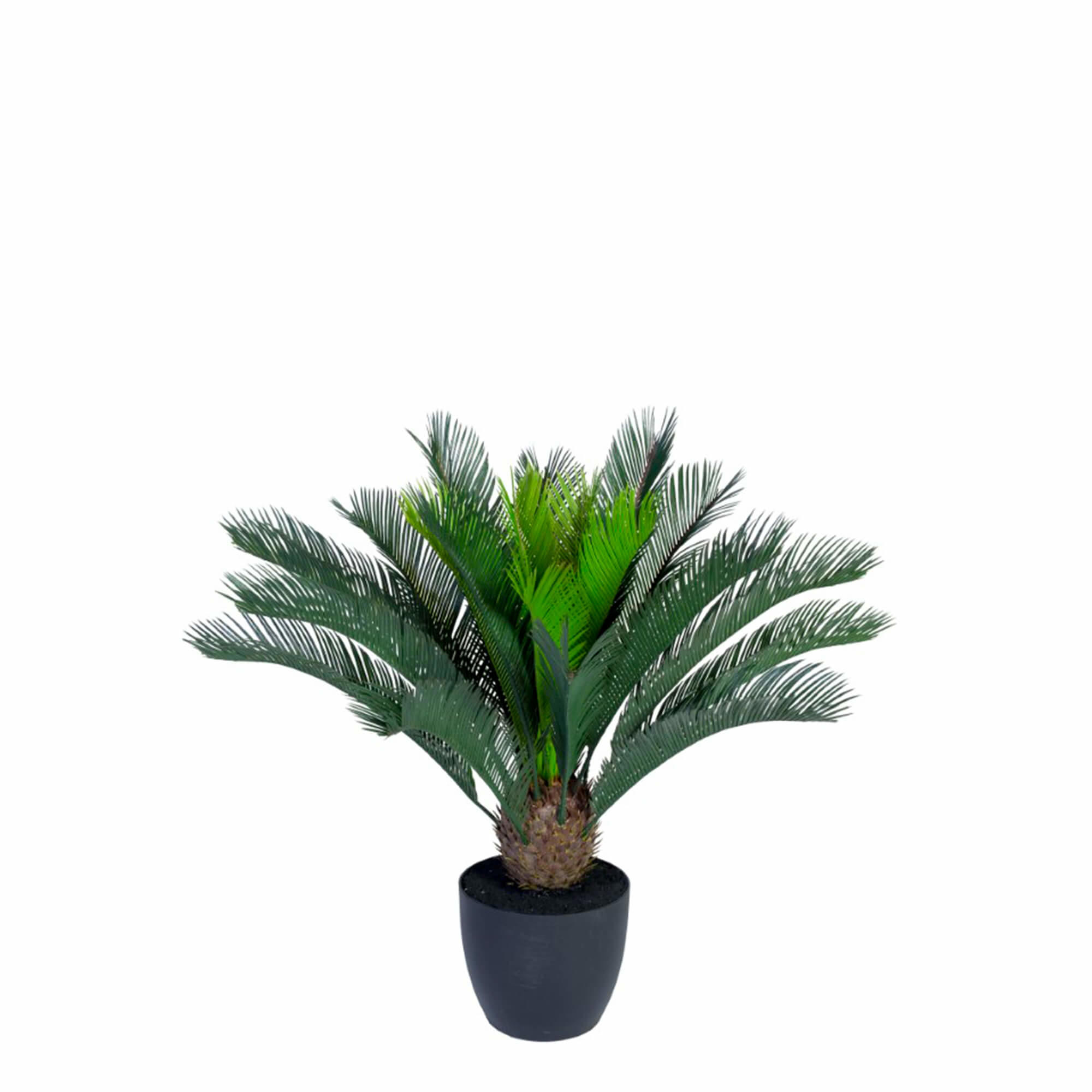 Plante Cycas Palme 70h cm