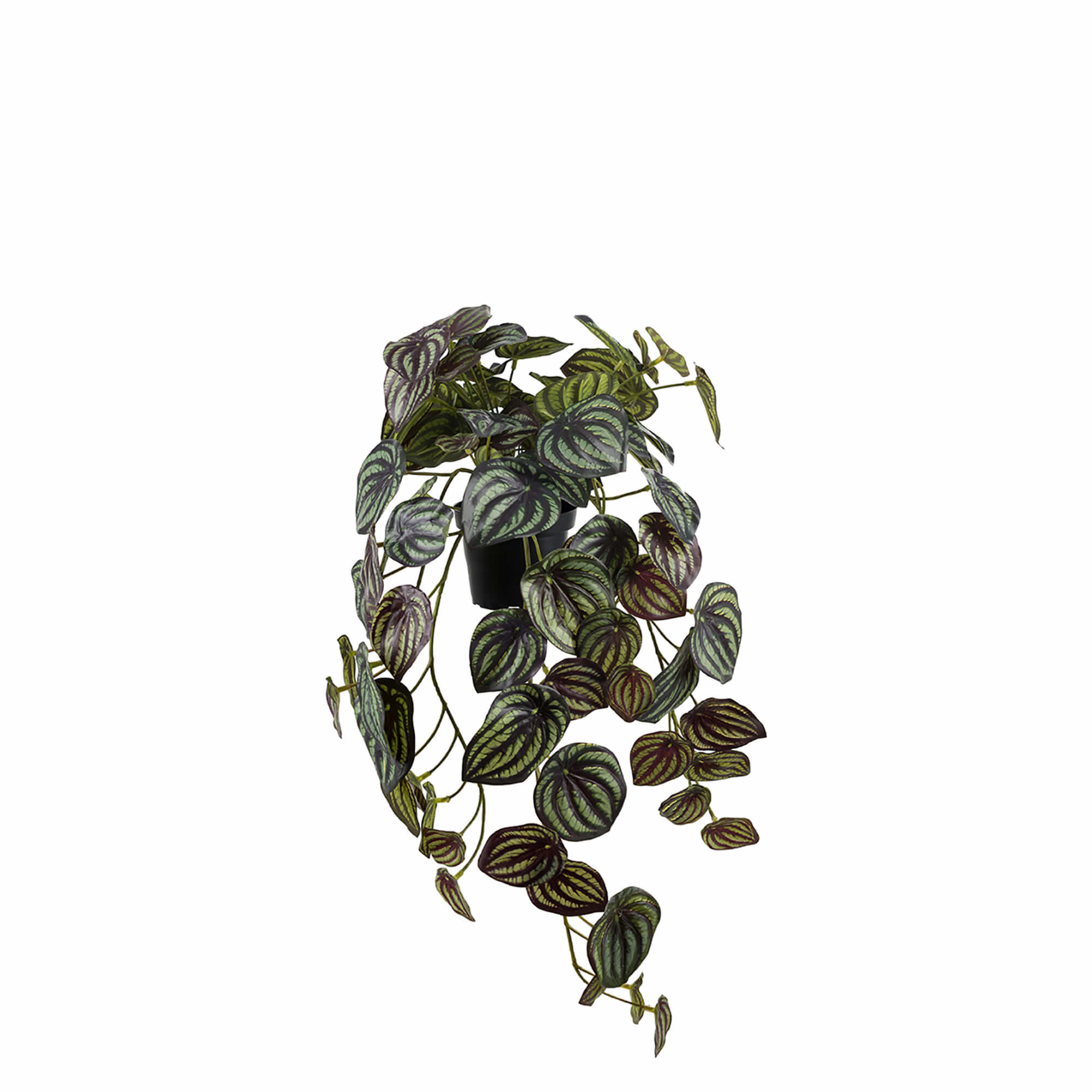 Plante Peperomia 45 h cm